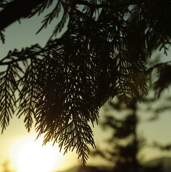 Meet your Posher, Kali - Picture 1 of 1